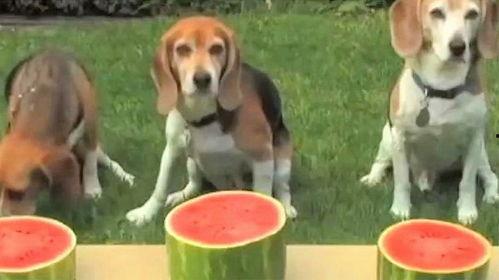 狗子吃瓜吃到自己,意外成为瓜王传奇