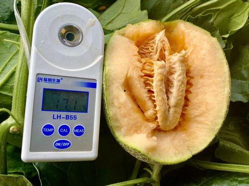 吃瓜合集地址,一场视觉与味蕾的双重盛宴