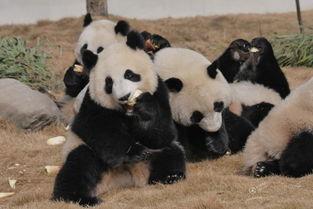 熊猫人吃瓜斗图片,趣味横生画面引网友热议