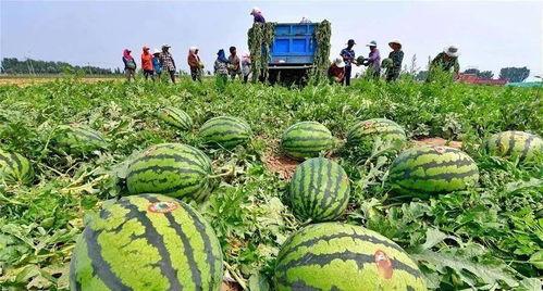 河北鹤壁校园暴力吃瓜,真相与反思