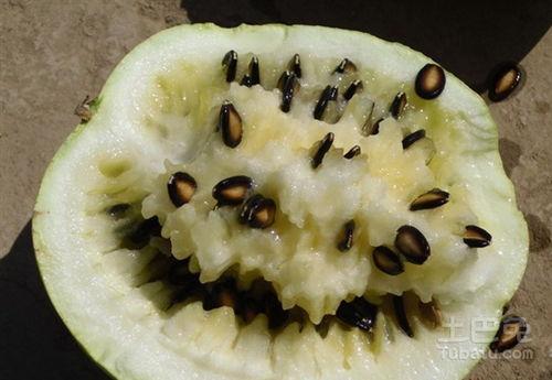 吃籽瓜可以治上火,轻松缓解上火困扰