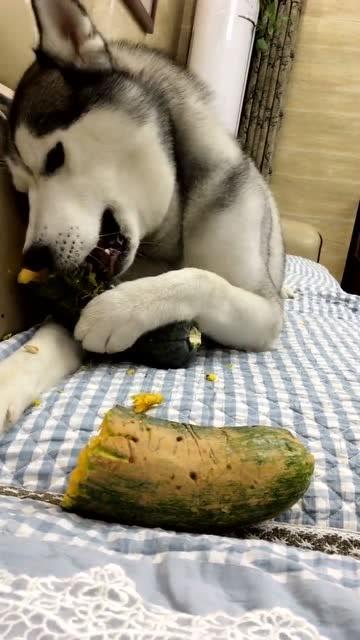 吃瓜的哈利,揭秘娱乐圈背后的秘密与真相