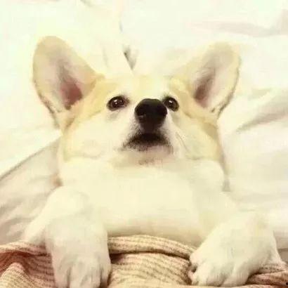 懒猪吃瓜,揭秘网络热点的趣味与思考