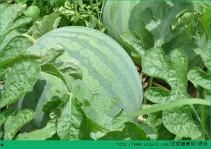 早晨吃压瓜好吗,健康美味新选择”