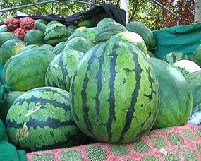 圆形的瓜怎样吃,圆形瓜果的多样食法探索