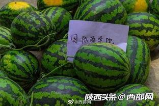 理性吃瓜洛阳师范,揭秘洛阳师范的幕后故事