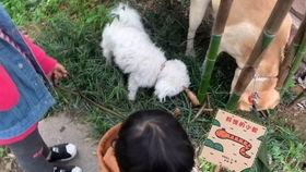 清道夫吃瓜,瓜田里的绿色守护者