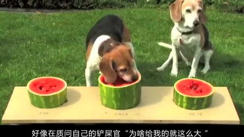 狗吃瓜愣住图片,萌态尽显引人捧腹