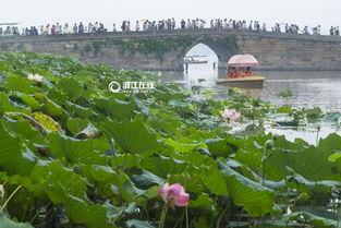 西湖断桥吃瓜,夏日吃瓜趣事多