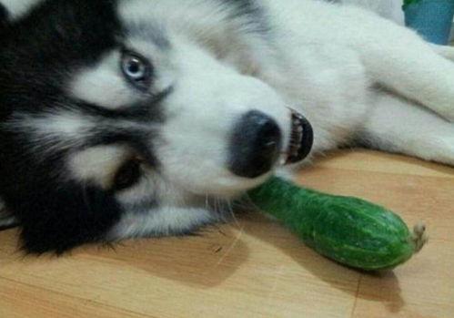 二哈吃瓜 图文,笑料横生，萌宠日常再现