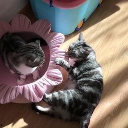 吃瓜喵教学视频,轻松掌握瓜界秘籍