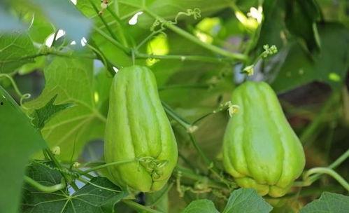 孕妇可以吃福寿瓜,福寿瓜助力母婴健康