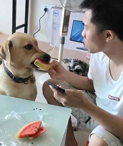 张嘴吃瓜的狗,夏日清凉一“瓜”