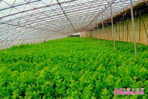 曹县常乐集镇吃瓜视频,吃瓜视频背后的乡村生活画卷