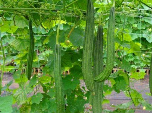 丝瓜怎么吃不结瓜,丝瓜不结瓜的食用攻略与营养解析