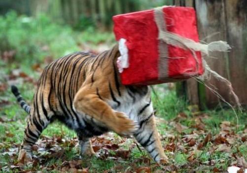 非洲虎吃瓜视频