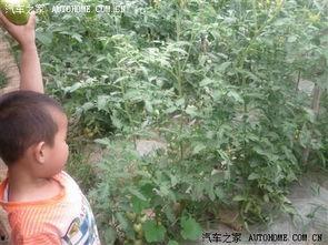 青县吃瓜,吃瓜也能吃出文化味