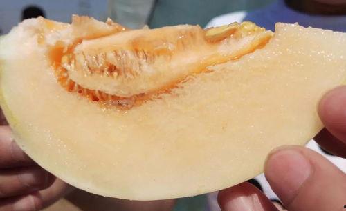 陶白白在线吃瓜,陶白白带你领略网络吃瓜盛宴