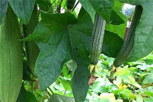 吃瓜的水瓜是什么瓜,探寻瓜类家族中的神秘成员