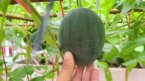 最近在吃的瓜,揭秘明星们的幕后故事