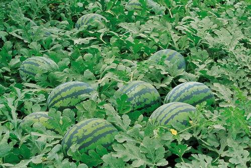 梦到采摘南瓜藤吃瓜,探寻采摘与食用的神秘之旅