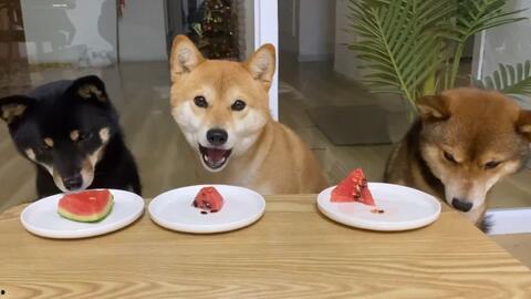 小柴犬吃瓜