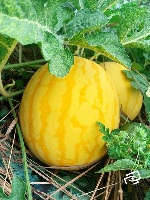 广州吃瓜季节,解锁地道美食新体验