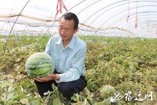 高烧吃瓜好吗,吃瓜真的好吗？揭秘发烧期间的饮食禁忌