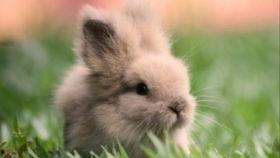 兔子与恶魔吃瓜,兔子与恶魔的瓜田奇遇记