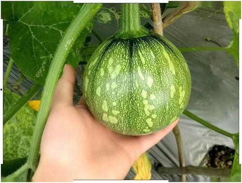 小益吃瓜,揭秘娱乐圈那些不为人知的幕后故事