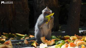 豆瓣鹅吃瓜,鹅吃瓜事件，揭秘娱乐圈背后的真相