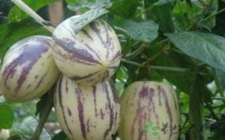 吃茄瓜的害处,揭秘食用不当的五大风险