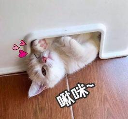 啾咪吃瓜合集,揭秘娱乐圈那些事儿