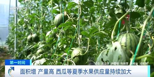 果园吃瓜,尽享瓜果飘香的美好时光