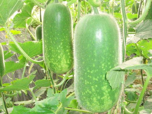 刘大瓜吃烤鱿鱼,刘大瓜烤鱿鱼美食之旅