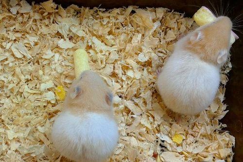 仓鼠吃角瓜吗,角瓜成为新宠？