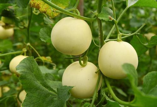 可以吃的福瓜,探寻传统与创新的完美融合